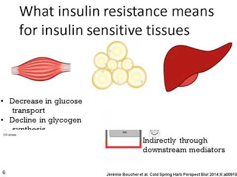 192-Obesity & Insulin Resistance