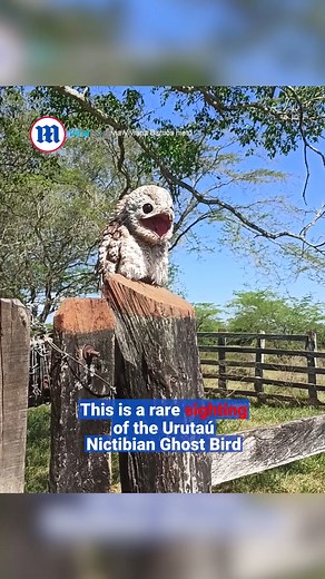 44K views · 1.2K reactions | This rare ghost bird is straight out of Harry Potter! 礪 | Daily Mail Video | Facebook