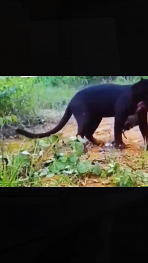 Dog attack 😲 #fyb #birds | Bird life