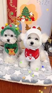 2.3K views · 167 reactions | Ready for festive photos? This reindeer and Christmas tree outfit turns your pet into the cutest holiday mascot. Capture memories and spread the joy!  | Lettuce Pets | Facebook
