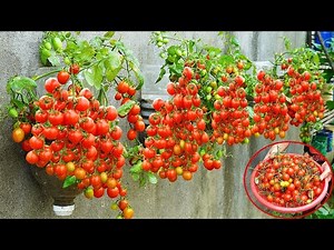 How to Grow Tomatoes on a Wall Easily | High Yield Without a Garden