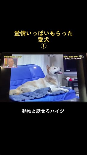 #感動する話 #涙腺崩壊 #実話 #心に響く #愛犬 #天才！志村どうぶつ園#動物と話せるハイジ