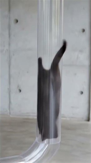 Chocolate Silver Siberian's Concrete Villa Slide