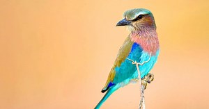 To the Ends of the Earth: Birds of East Africa