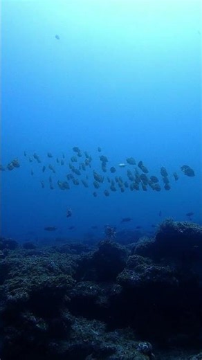 串本ボートでカゴカキダイの群れ観察♪【なぎさひろい】愛知から日帰り送迎付きで和歌山県串本にボートでファンダイビングツアー♪