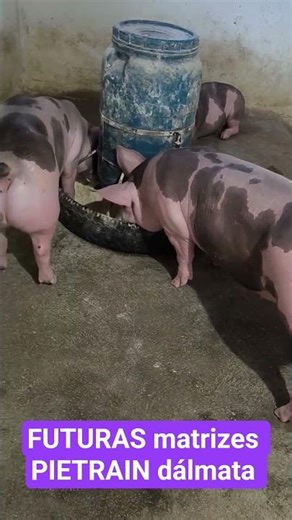 future matrices of our client EDNISIO lyma.#pigfarming