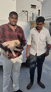 Love from రాయచోటి #rayachoti 9533855034 | Bhairava Kennels Proddatur