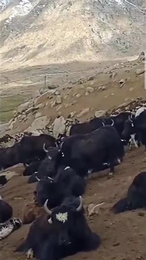 Black yaks herd in a pasture pen owned by yak boys