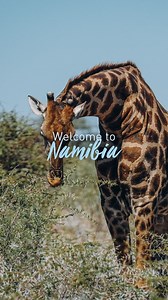 Natur & Tierwelt intensiv erleben 殺 Namibia ist gezeichnet von einer unbeschreiblichen Vielfalt, von denen die Dünen des Sossusvlei und das Wildnisparadies des Etosha Nationalparks nur die berühmtesten Eckpunkte sind. #froschsportreisen #urlaubwiemitfreunden #namibia #wildlife #abenteuer #travel #visitnamibia #travelafrica #sossusvlei | Frosch Sportreisen | Facebook