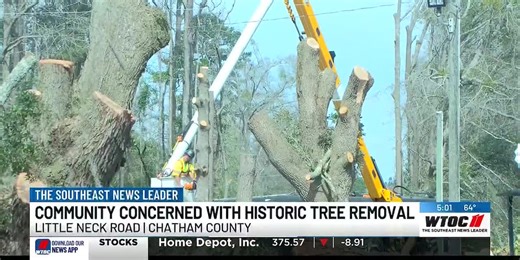 Utility company cuts down historic ‘exceptional’ tree despite local efforts to save it