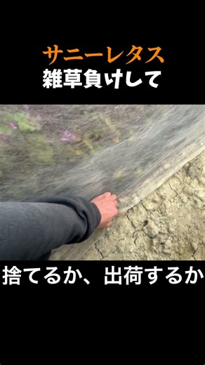 雑草負けしたサニーレタスを捨てるか、出荷するべきか？