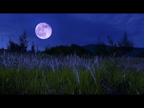 Crickets & Insects on The Grassy Hill with Breezy Night - Nature Sounds for Sleep & Deep Relaxed