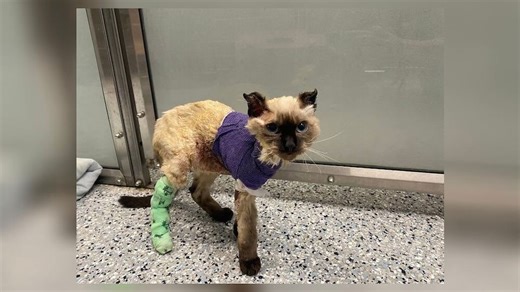 Man who set kitten on fire learns punishment