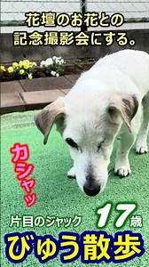 びゅう散歩221. お散歩のかわりに 2026/03/23【片目のジャックラッセル 】One-Eyed Jack Russell Terrier