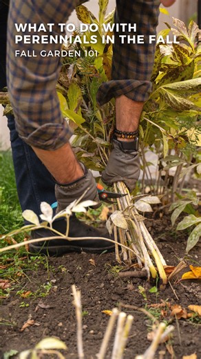 13K views · 242 reactions | FALL GARDEN: Prepping Perennials for...