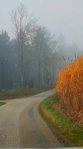U magli sve jarke boje deluju jos jače... I sve je nekako tajanstveno, mistično... Neka najlepša sećanja u mom životu nastala su se u magli... i zato je volim... Inače, vreme nam je uvod u zimu: noću 0° - 1° a u podne oko 10°... Na planinama sneg, ali i sunce... Sutra - još jedan pohod na gljive, i to bi bilo sve za ovu godinu što se gljiva tiče... Idem da vidim šta je šuma sakrila od drugih i čuva za mene... živi bili pa videli! PS Ovo je snimano u podne, jer ujutru se nije moglo ništa snimiti.