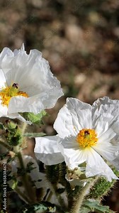 Flatbud Prickly Poppy, Argemone Munita, a native perennial monoclinous herb displaying terminal exiguous cyme inflorescences during late Summer in the Eastern Sierra Nevada.