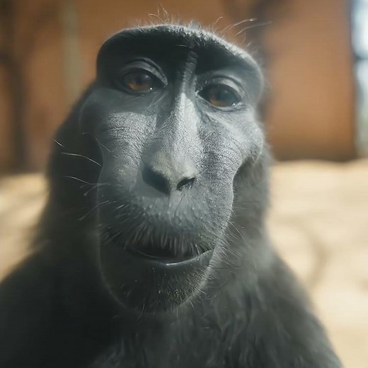 Rizz Monkey Clips 4K #rizz #monkey #edit #meme #trend