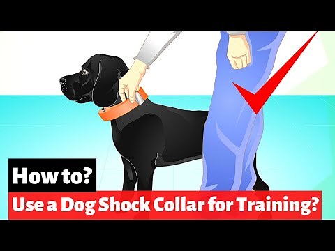 How to use a Dog Shock Collar for Training?