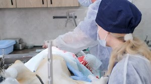 A veterinary surgeon Performs a complex surgical operation. Close-up of a real operation for a large dog