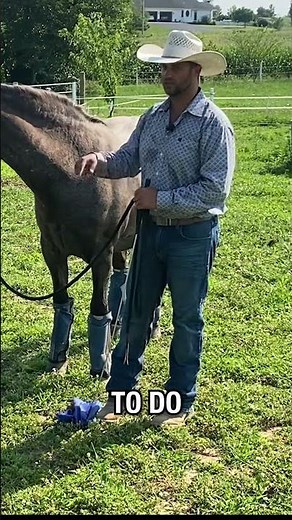 Horses Only Care about Four Things