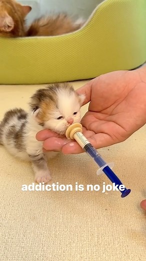 cat memes on Instagram: "bro is milk drunk - - - - credit: unknown (We do not claim ownership of this video, all rights are reserved and belong to their respective owners, no copyright infringement intended. Please DM us for credit/removal) tags: #cursedcats #cursedcat #animalmemes #sadcats #catlife #catfeatures #catloversclub #catmemes #cat #cattos #catsofinstagram #catmeme #cattomemes #wholesome #catvideo #chonk #cats #memes #cats_of_instagram #sadcat #softcatmemes #wholesomememes #funnycat #f