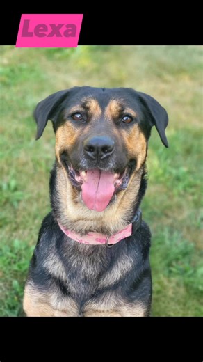 2.2K views · 50 reactions | Lexa was out and about today. This rural girl was a little worried about town noise, but was curious about her reflection in the store windows. Bio in comments. | Charlotte County SPCA (New Brunswick) | Facebook