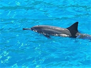 2.8K views · 545 reactions | 憧れのハワイで海のアイドルに出会える！？...