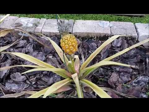 Pineapple Multiplying from Slips