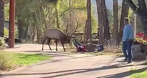Elk Attack on City Sidewalk Ends With Woman Antlered to the Ground