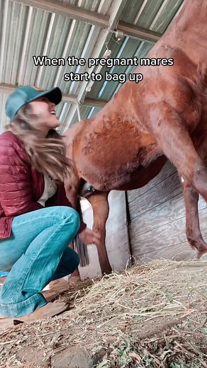 Foaling Season Joy: Caring for Pregnant Mares