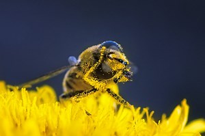 Watch: How do bees carry pollen? « Mathematics# « Cambridge Core Blog
