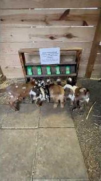 Bottle Feeding 5 Baby Goats
