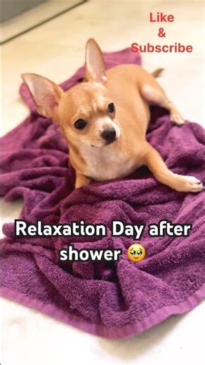 Shower day #dog #puppy #pets #cute #love #trending #zara #shorts