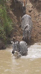 270K views · 1.8K reactions | Zebras crossing the river during migration #nature #wildlife #zebra #river #migration #cross HA56718 | HAWI Studios | Facebook