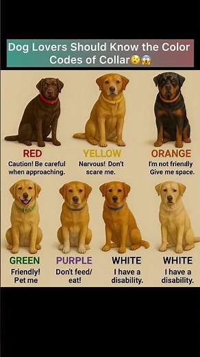 Dog Lovers should know this 😇😨😱#shorts #ytshorts #India #USA #Motivation #Funfact #Healthtips