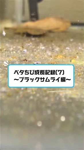 ベタちび成長記録(7)#ベタ #ベタ繁殖 #水槽部屋 #水槽 #熱帯魚 #aquarium #betta #ベタ飼育 #ベタ水槽 #ベタ稚魚 #成長記録 #熱帯魚ベタ