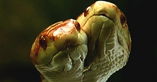 The Evolution of Snakes from Lizards Explained By New Skull Study