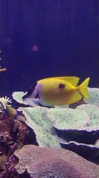 One Minute of Pure Aquarium Relaxation 🌊🐠
