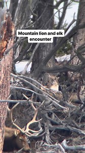 108K views · 1.5K reactions | Mountain lion and elk encounter in...