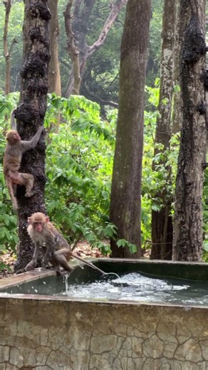 This cheeky monkey just made the biggest jump ever! 🐒