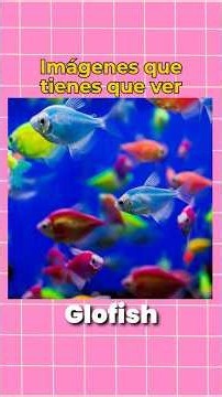 La historia de los Glofish - imágenes que tienes que ver por lo menos una vez en tu vida