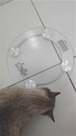 Gato: A hora da verdade: quanto pesará essa fofura?