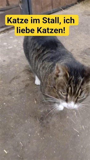 Katze im Stall... 🐺#animals #kat #katlove #dream