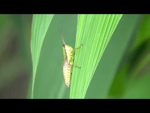 20250906 / 孟宗竹林古戰場 / 蝗蟲(錐尾亞目若蟲) [Nymphs of Caelifera]