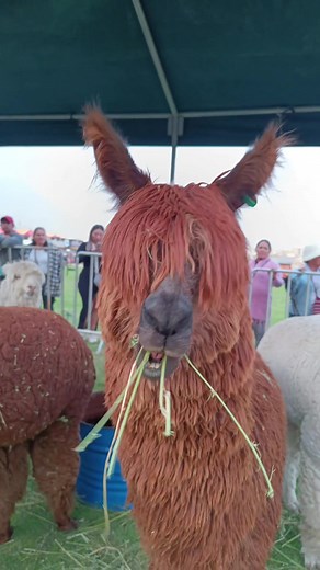 Exploring the Llama Land: Arequipa Adventures