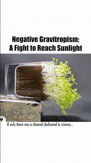 Why Do Plants Grow Up? The Hidden Force Behind Plant Growth