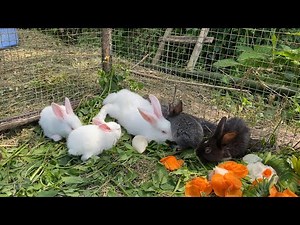 Rabbits Eat Green Vegetables And Carrots