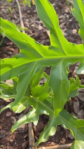 SISTEMA IRRIGAÇÃO POR GOTEJAMENTO