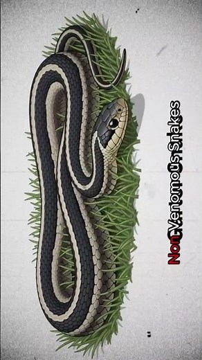 Every Kind of Snake Explained | Venomous, Python, Cobra, Viper & More